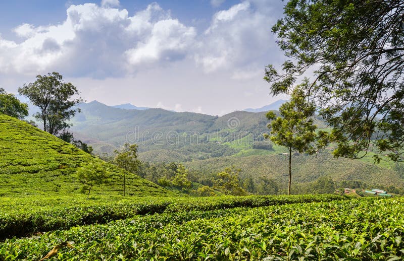 Tea gardens stock photo. Image of landscape, harvest 272553220