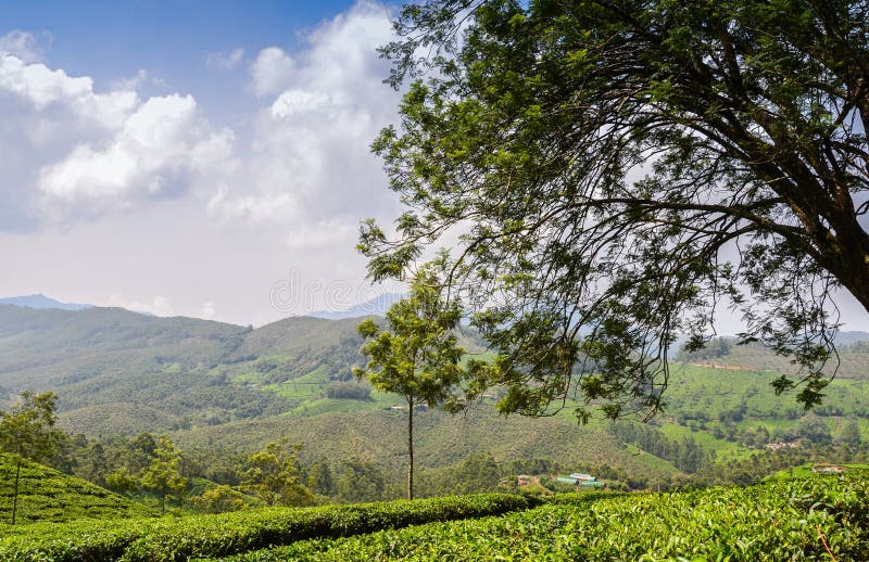 Tea gardens stock photo. Image of bush, farmer, hills 272625626