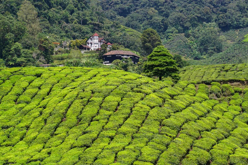 Tea Hill in Cameron Highlands, Malaysia Stock Image Image of sunny