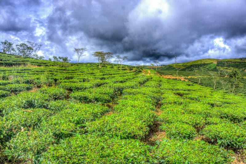 287 Tea Hill Farm Lam Dong Vietnam Stock Photos Free & RoyaltyFree Stock Photos from Dreamstime