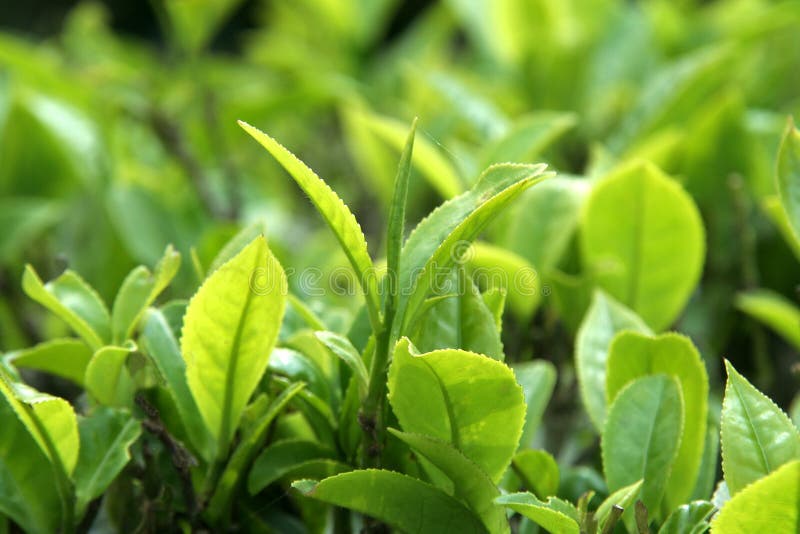 Green tea leaves stock photo. Image of green, spring 19206370