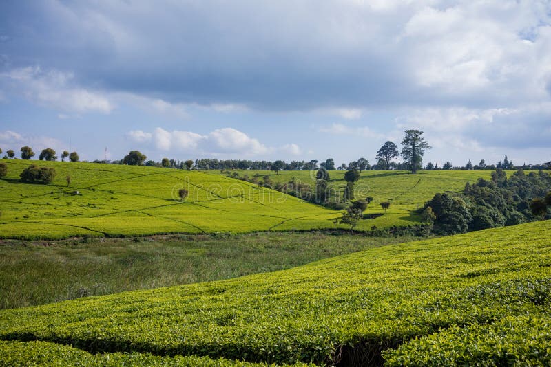 Tea Leaves farm estate plantations at Kiambu county Kenya East Africa