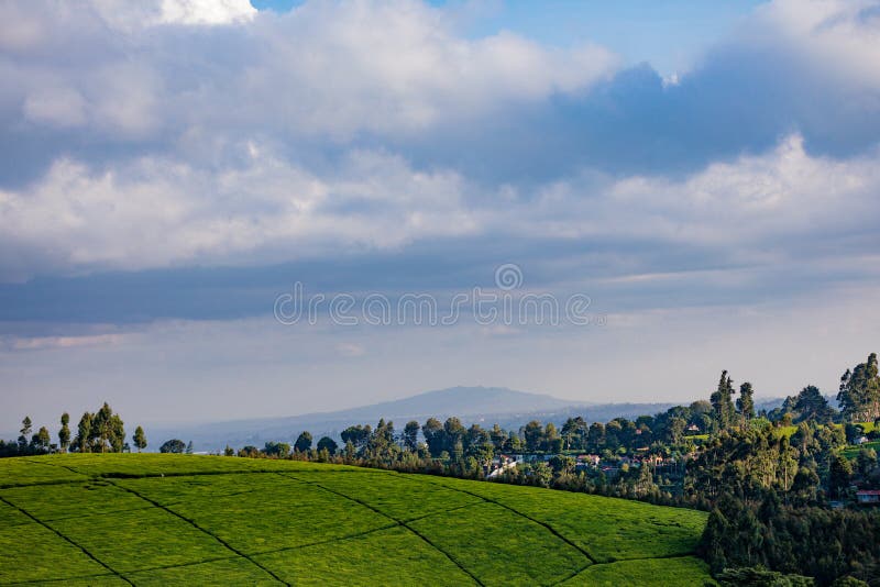 Tea Leaves farm estate plantations at Kiambu county Kenya East Africa