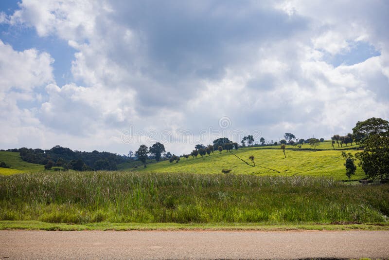 Tea Leaves farm estate plantations at Kiambu county Kenya East Africa