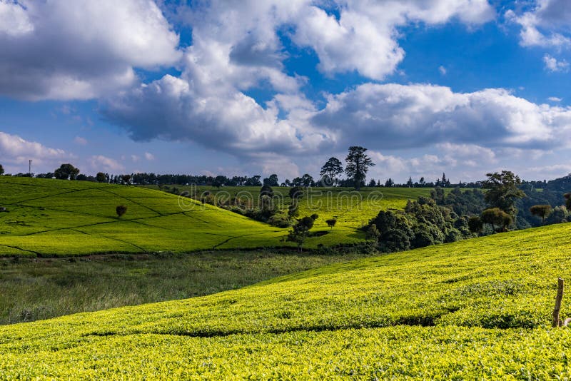 Tea Leaves farm estate plantations at Kiambu county Kenya East Africa