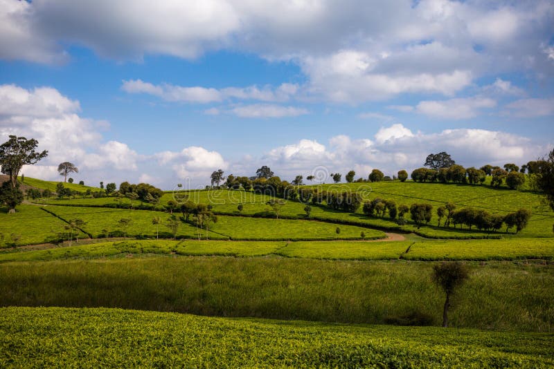 Tea Leaves farm estate plantations at Kiambu county Kenya East Africa