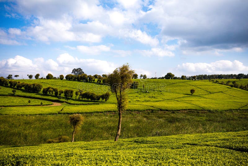 Tea Leaves farm estate plantations at Kiambu county Kenya East Africa