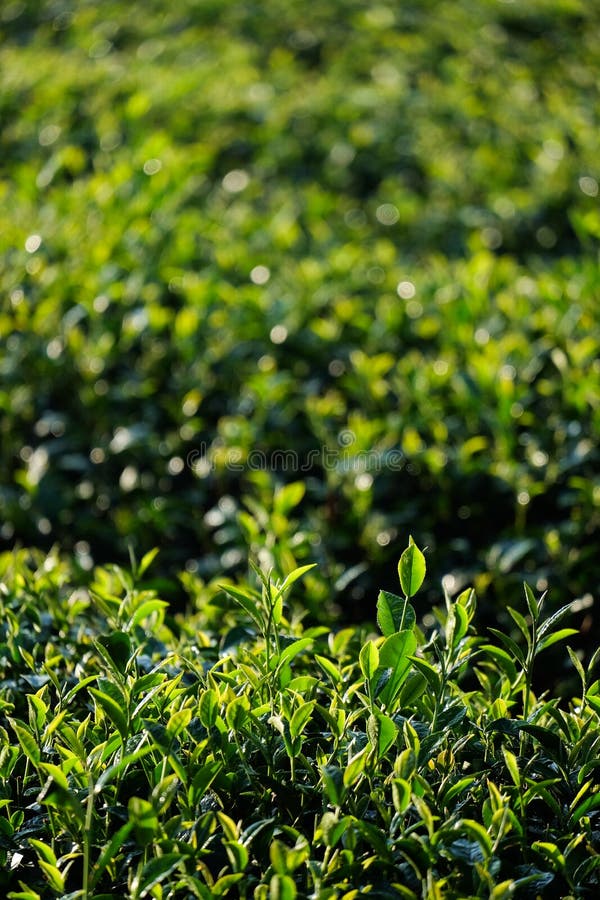 Tea leaves stock photo. Image of closeup, plantation 91481506