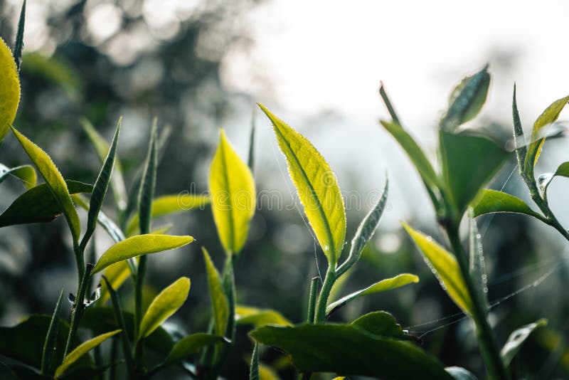 Tea Leaves Green Tea Sprouts at the Farm in the Morning Stock Image