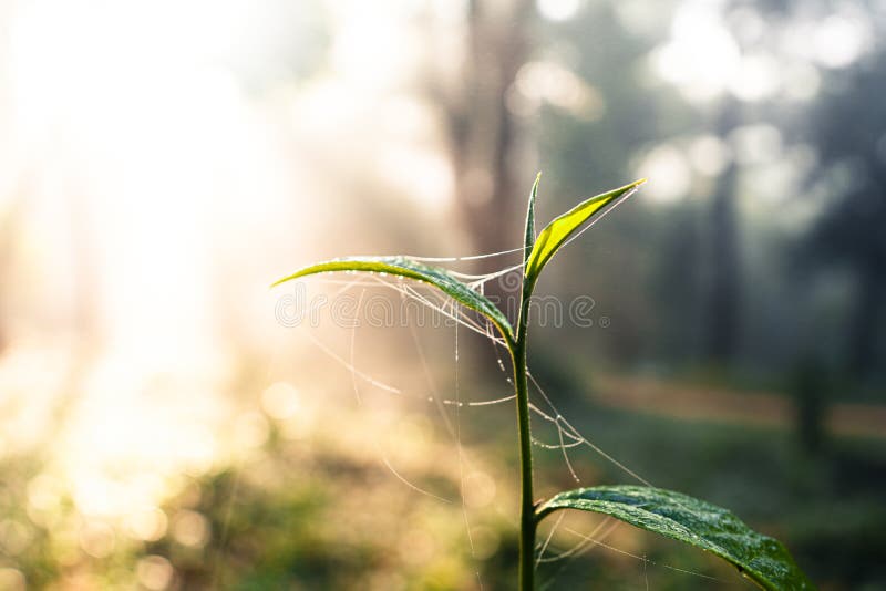 Tea Leaves Green Tea Sprouts at the Farm in the Morning Stock Photo