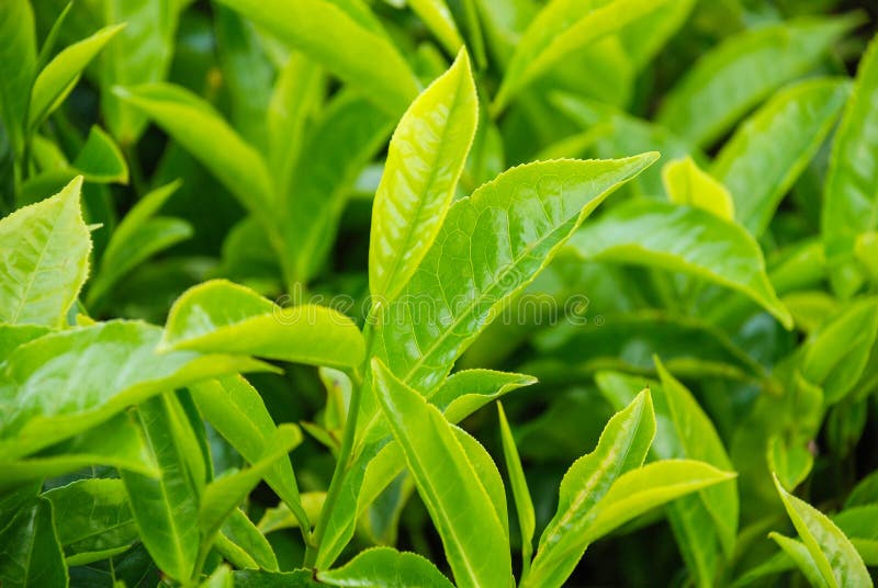 Tea Leaves . Plantation Kenya , Africa. Stock Photo Image of vacation