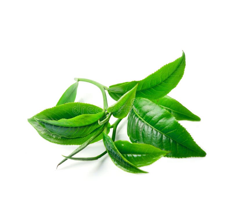 Tea Leaves with White Background Stock Photo Image of natural, plant