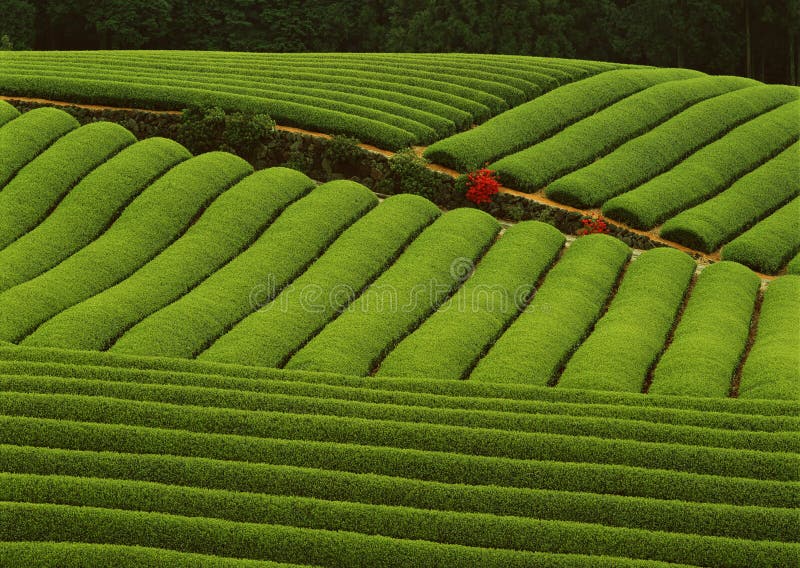 Tea mountain stock photo. Image of growth, veins, green 12281332