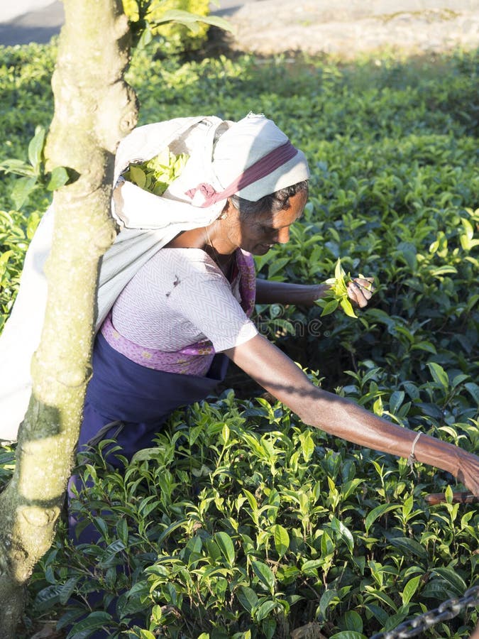 Tea picking in Sri Lanka hill country royalty free stock images Tea picking in Sri Lanka hill country royalty free stock images