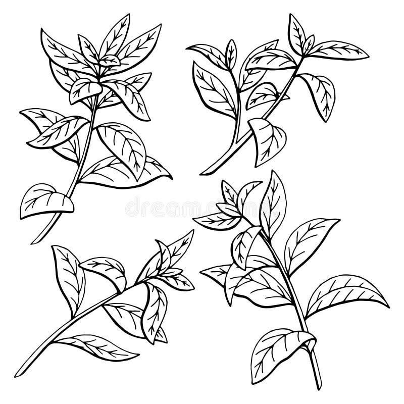 Tea Plant Graphic Black White Sketch Isolated Illustration Stock Vector