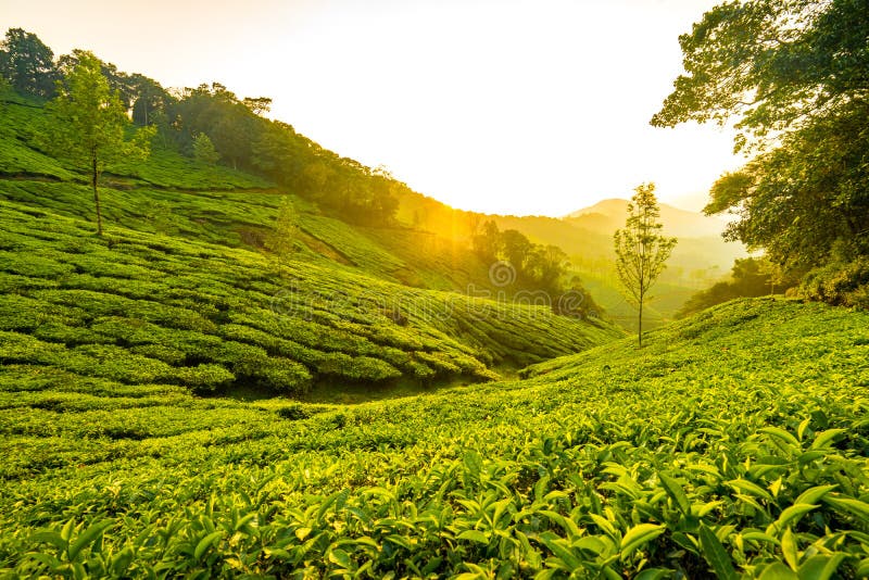 Tea Plantages in Munnar, Kerala, India Stock Image Image of jungle, asia 141311669