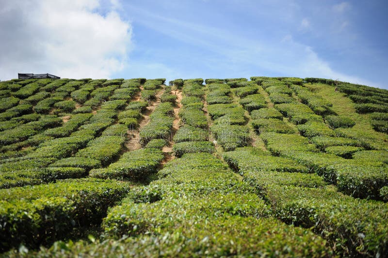 Tea plantation