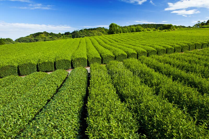 Tea plantation