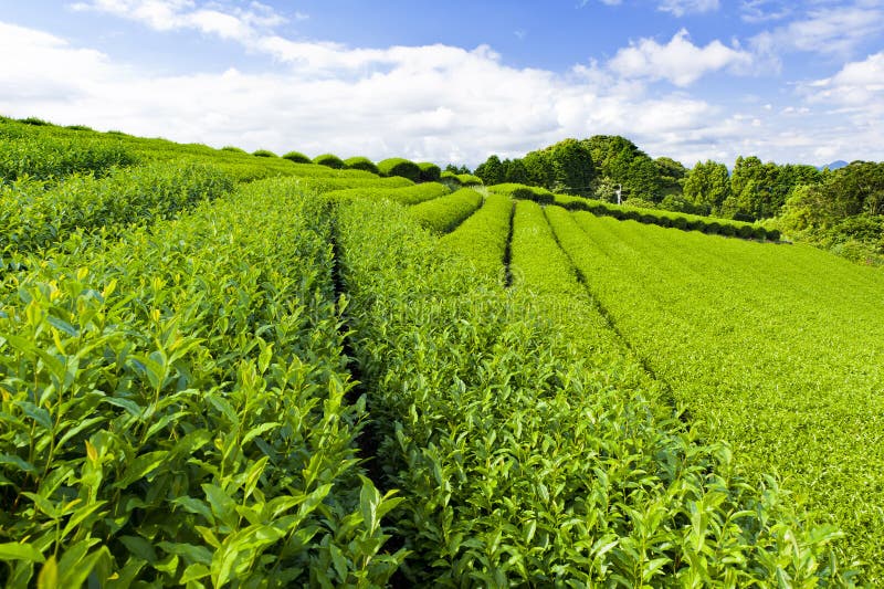 Tea plantation