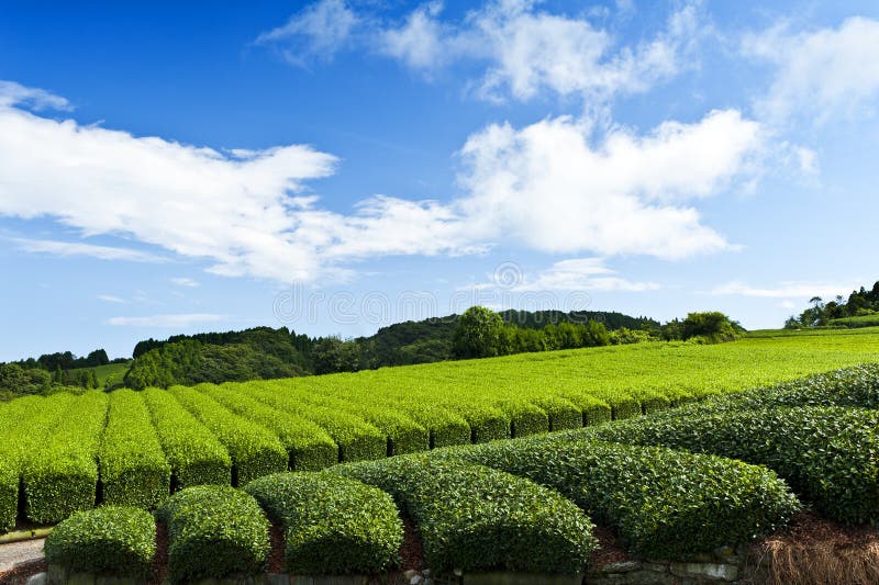 Tea plantation