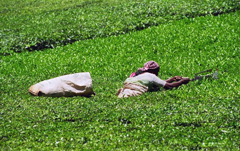 Tea plantation