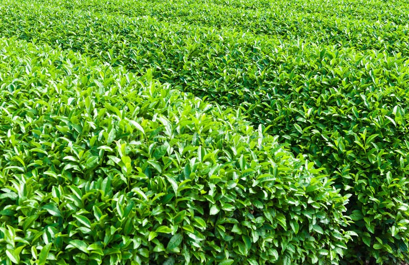 Tea plantation