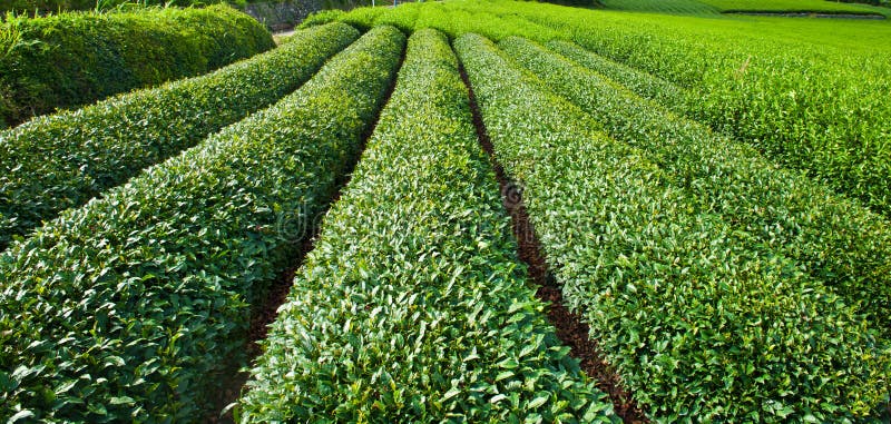 Tea plantation