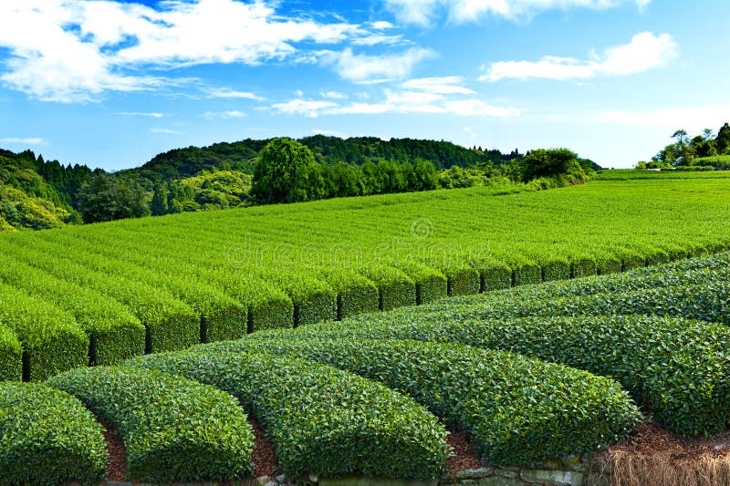 Tea plantation