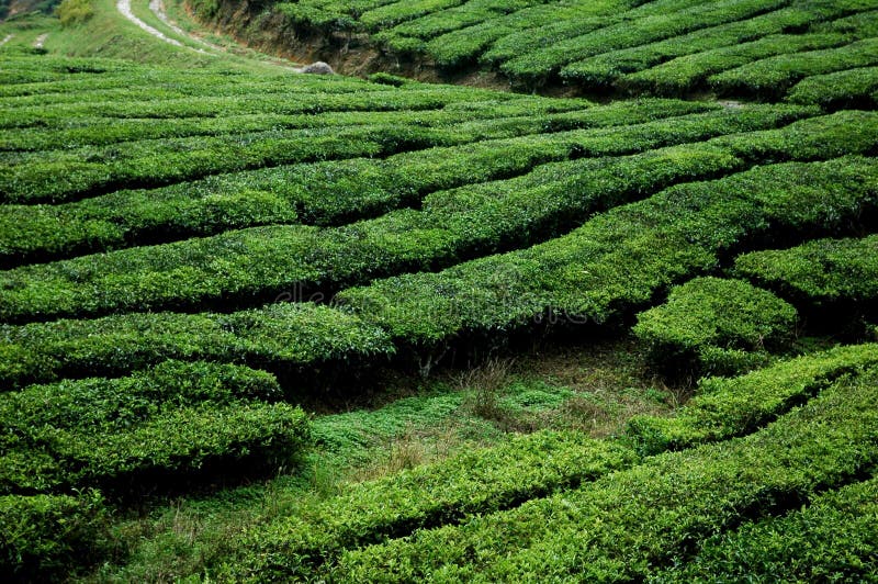 Tea plantation