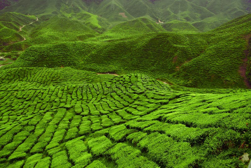 Tea Plantation stock image. Image of cropland, foggy, landscapes 8409437