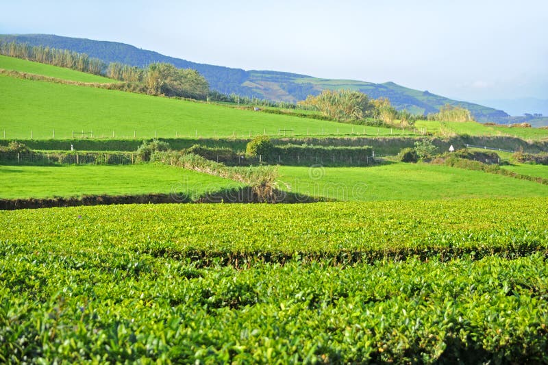 Tea Plantation, Azores Islands