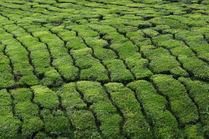 Tea Plantation - Close Up