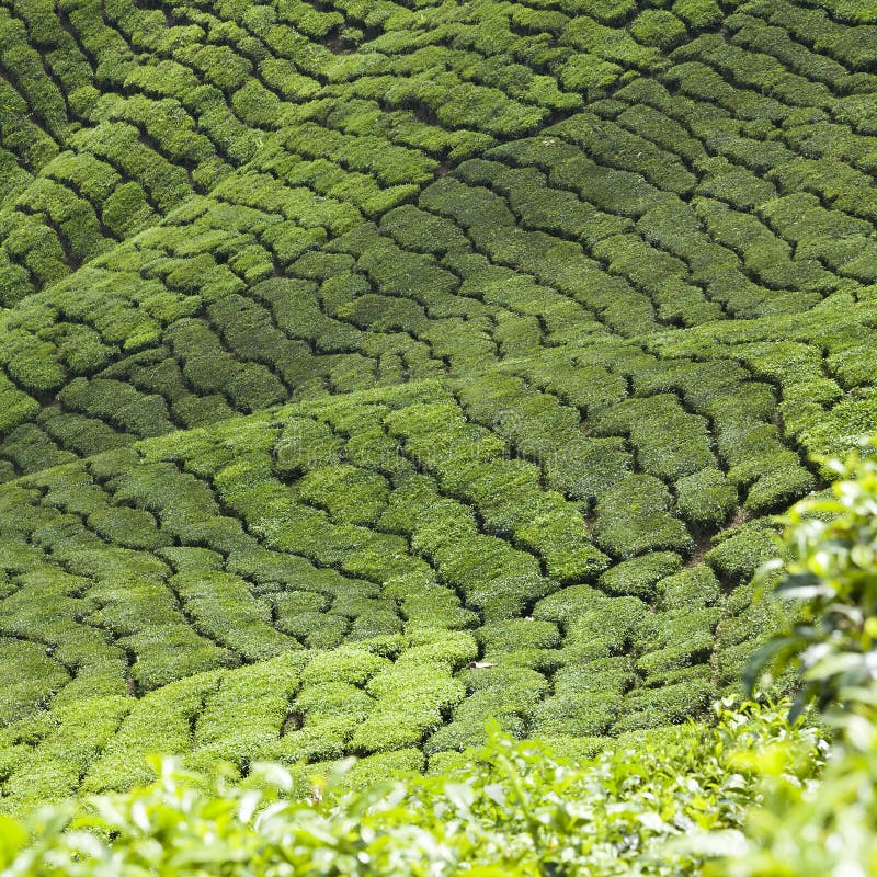 Tea plantation field stock image. Image of field, climate 41135557