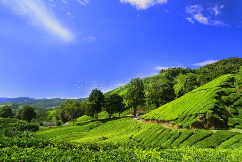 Tè piantagione campo altopiani,,.