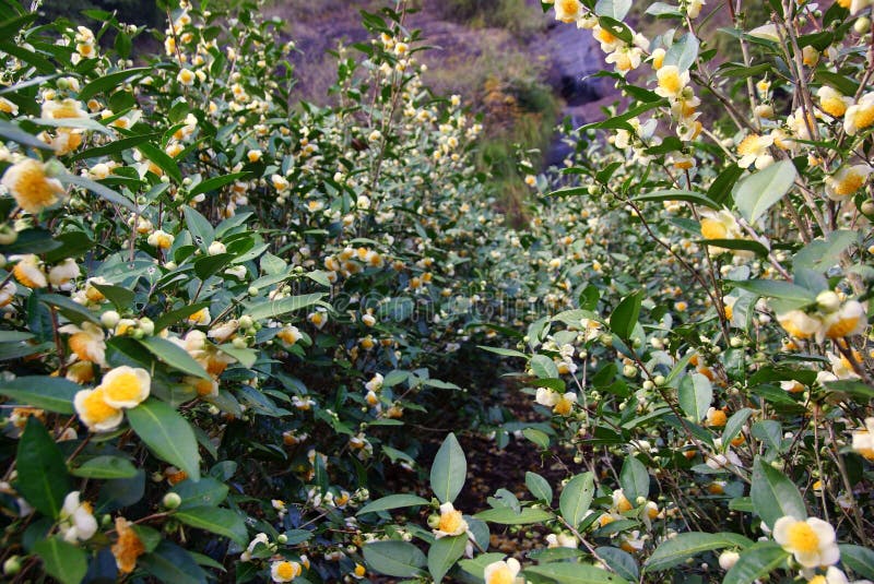 Tea plantation in Fujian Province, China royalty free stock photos