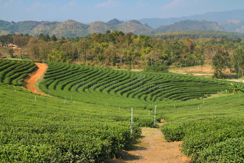 Tea Plantation in Highland stock image. Image of plantation 28974849