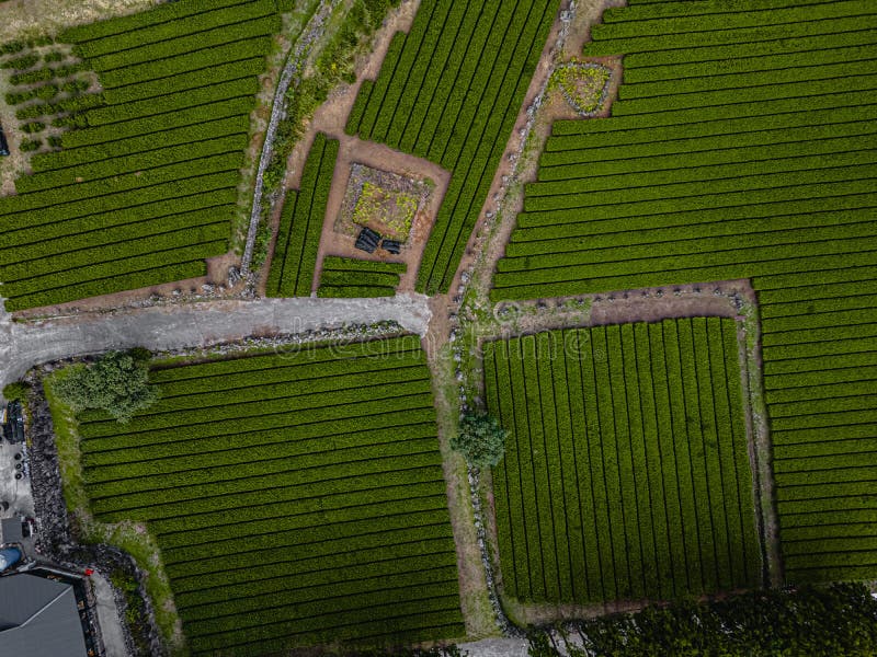 Tea Plantation in Jeju Island Korea Stock Image Image of jeju