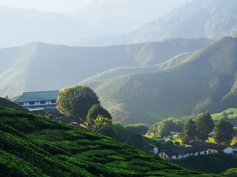 Tea plantation landscape