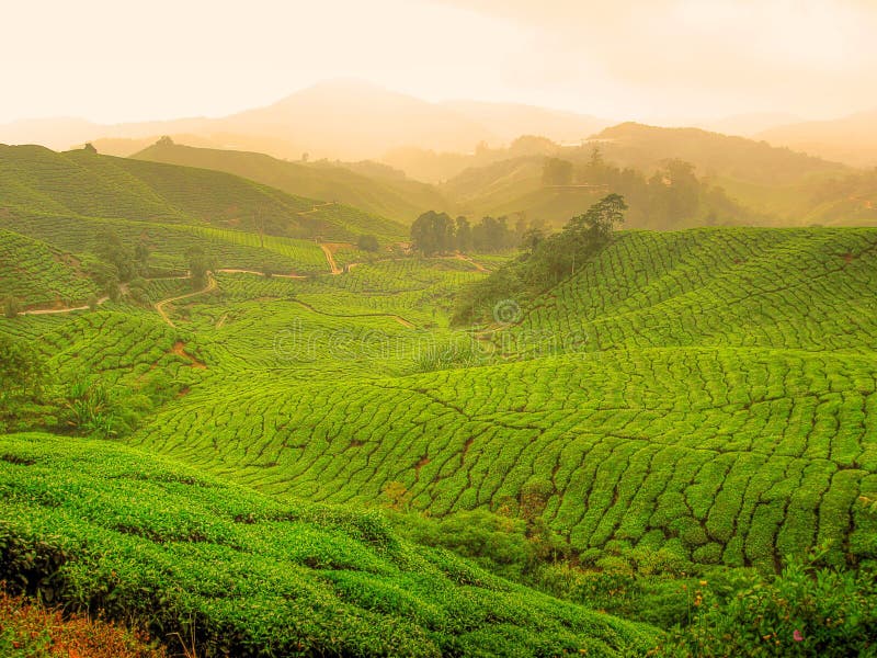 Čaj plantáž vysočina malajzia.