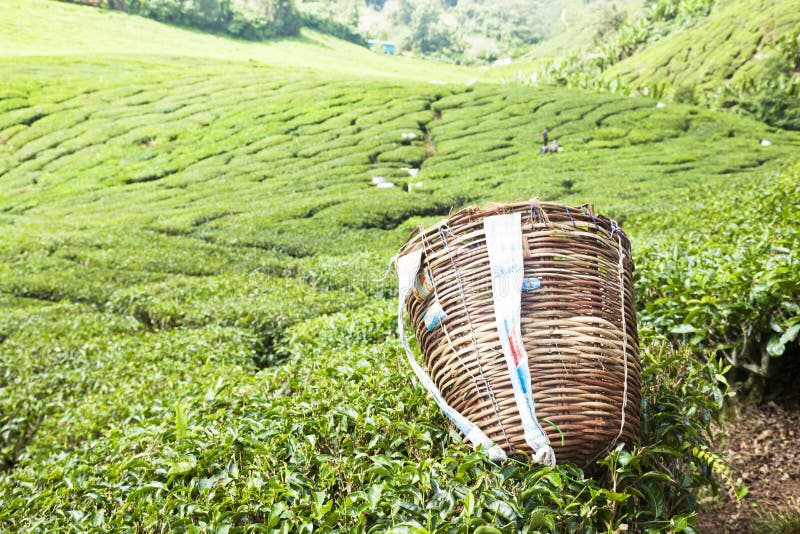 Tea plantation stock image. Image of bush, mountain, valley 41103013