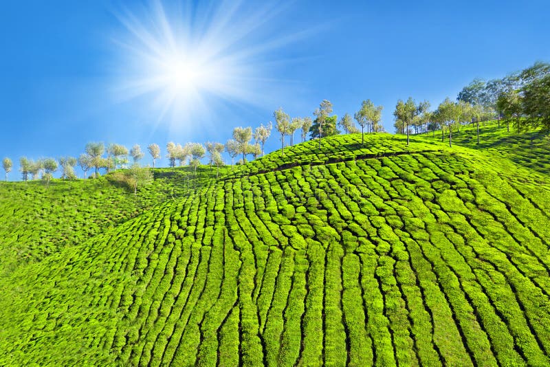 Picking of Tea editorial stock photo. Image of picking 33379343