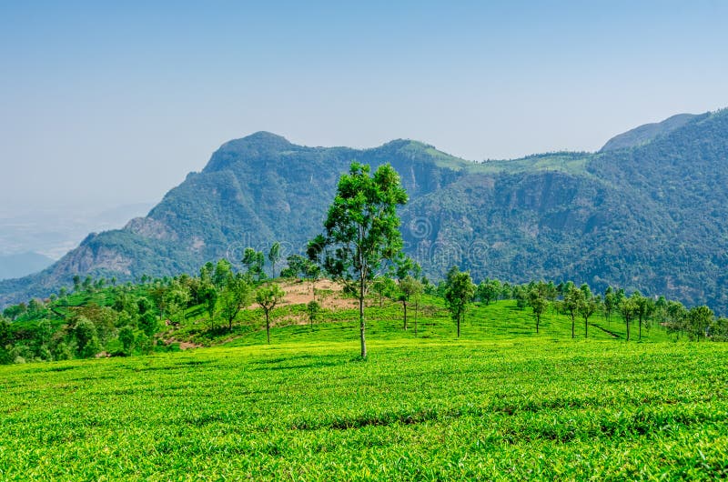 Tea plantation. The Nilgiri region is remowned for its tea and most of the areas in ooty is sorrounded with the tea plantation. The tea estate or plantation is royalty free stock images Tea plantation. The Nilgiri region is remowned for its tea and most of the areas in ooty is sorrounded with the tea plantation. The tea estate or plantation is royalty free stock images