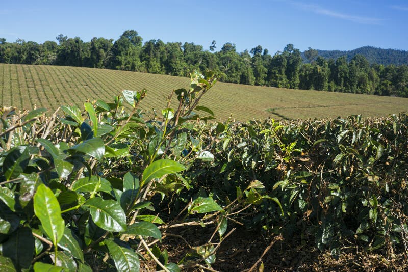 Tea plantation in North Queensland Australia 2