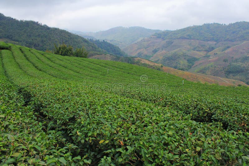 Tea plantation stock image. Image of grown, crop, agriculture 90551161