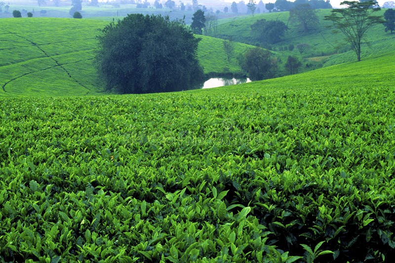 Tea Plantation   9840