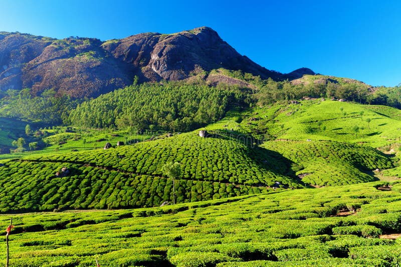 Tea Plantation Valley In Munnar Stock Photo Image 56466185
