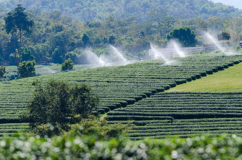 Tea plantation is watering stock image. Image of plant 90805169