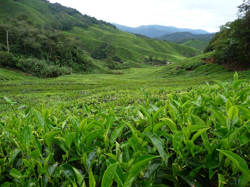 coffee plantation in the region of Armenia, department of Quindio,  Cordillera Central of the Andes mountain range, Colombia, South America  Stock Photo - Alamy