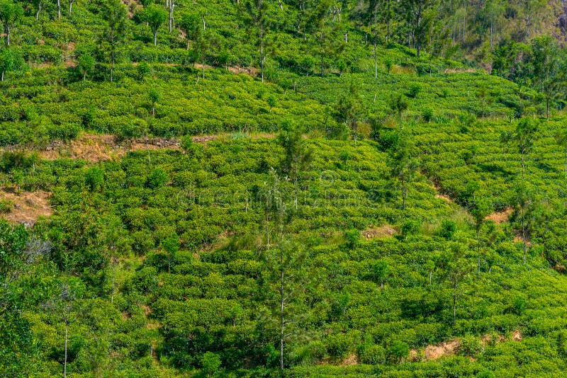 Tea Plantations Around Ella in Sri Lanka Stock Photo Image of plant