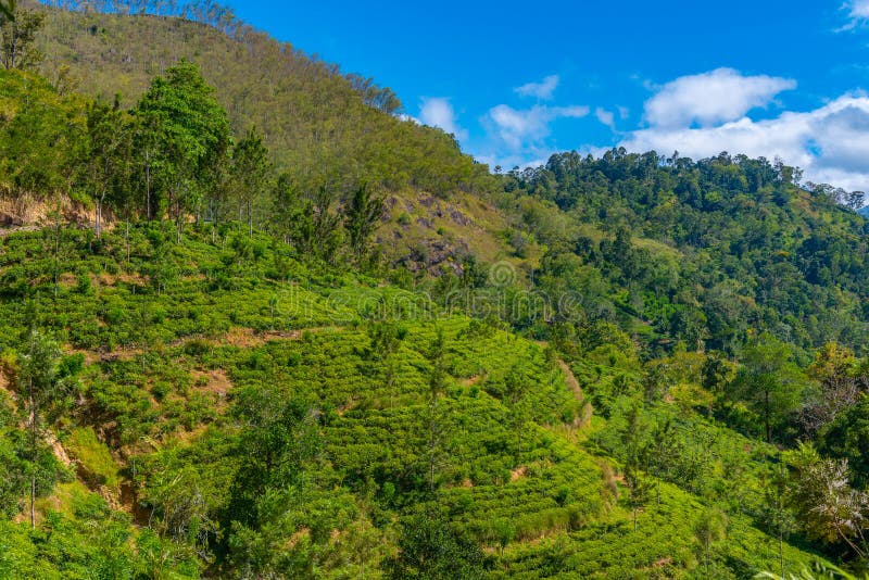 Tea Plantations Around Ella in Sri Lanka Stock Image Image of